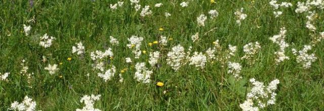 Filipendula vulgaris - filipendule commune