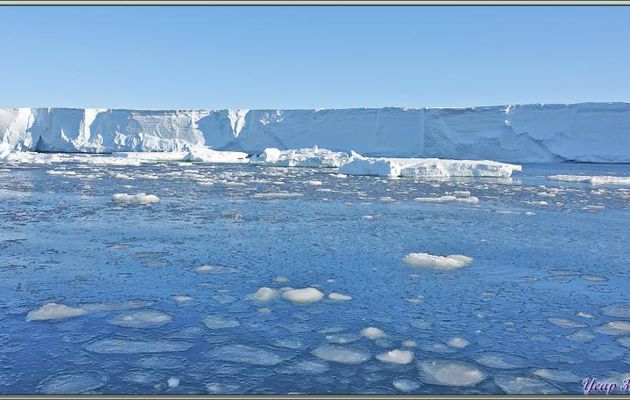 26/02/2022 après-midi suite et fin : la balade en Zodiac se poursuit toujours au milieu des icebergs, des Manchots Adélie et avec un Phoque Léopard un peu cabotin - Cap Colbeck - Mer de Ross