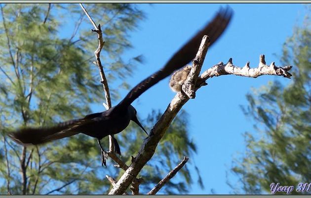 Noddi marianne et poussin de sterne Gygis blanche - Bird Island - Seychelles