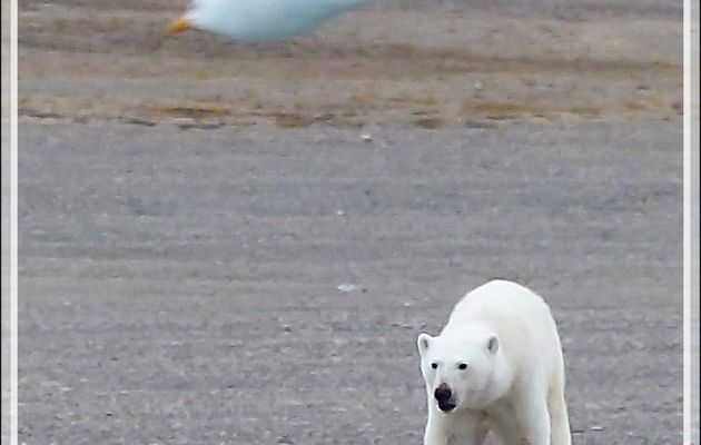 Dernière série avec cet ours on ne peut plus photogénique ! (Polar bear) - Creswell Bay - Somerset Island - Nunavut - Canada