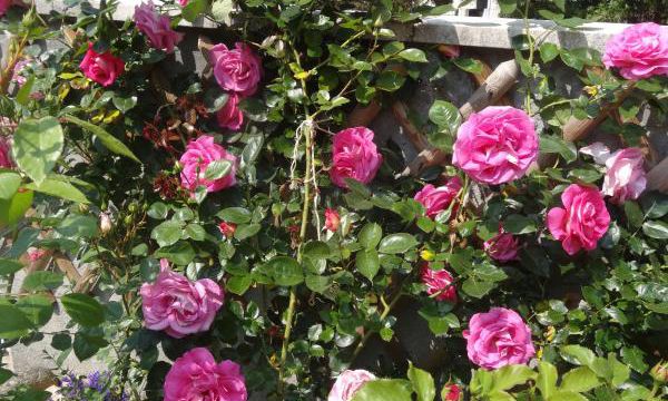 Marions les roses "Malicorne", roses d'avril, roses de mai
