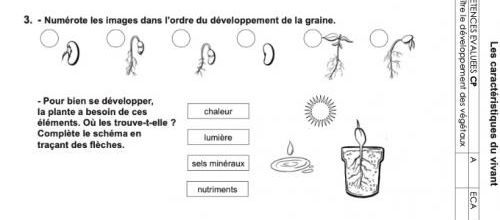 Evaluation QLM CP : « Le développement des végétaux »
