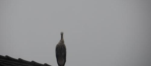  Défi N°144 :J'aurais pu ...