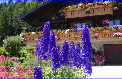 de belles fleurs dans le Doubs