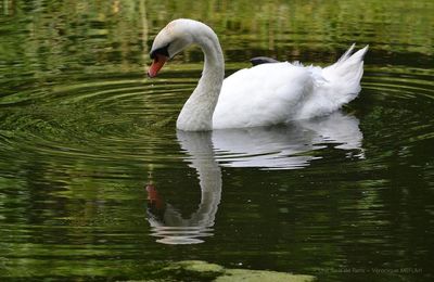 Rambouillet : Photos Nature : Cygne tuberculé (Reflets)