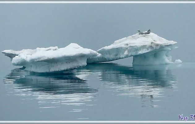 Le repos du phoque - Mer des Tchouktches - Alaska