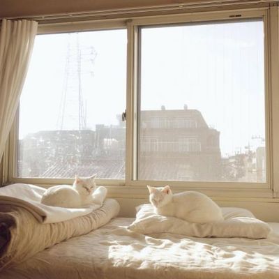 Chats à la fenêtre...