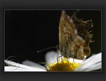 Brun des pélargoniums (Cacyreus marshalli) - Lycaenidae