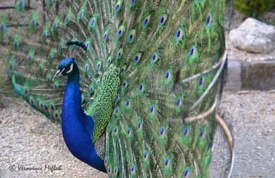 Parc Floral de Paris : La légende du paon bleu