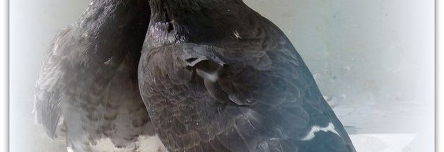 Des cygnes... aux pigeons ! 