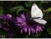 Piéride, Citron et Asters