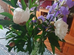Mes fleurs s'épanouissent ...avec ce beau soleil..!!