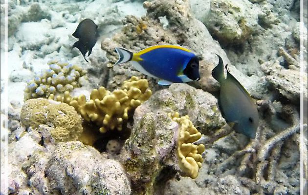 Snorkeling : Chirurgien à poitrine blanche et Chirurgien strié - Moofushi - Atoll d'Ari - Maldives