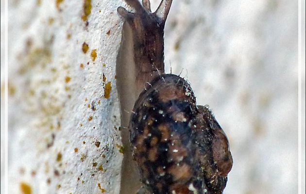 Minuscule escargot "poilu" - La Couarde-sur-Mer - Ile de Ré - 17