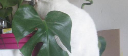 Les plantes oui