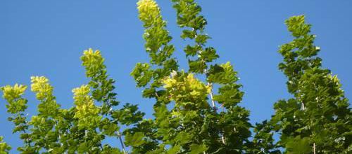 Feuilles