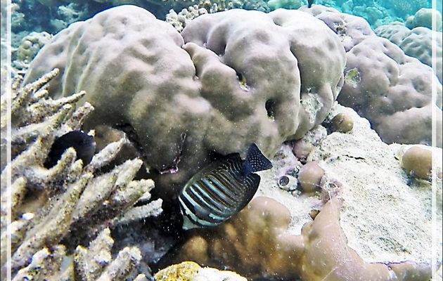 Snorkeling : Chirurgien voilier " juvénile final", Chirurgien à voile, Chirurgien de Desjardin, Sailfin tang (Zebrasoma desjardinii) - Moofushi - Atoll d'Ari - Maldives