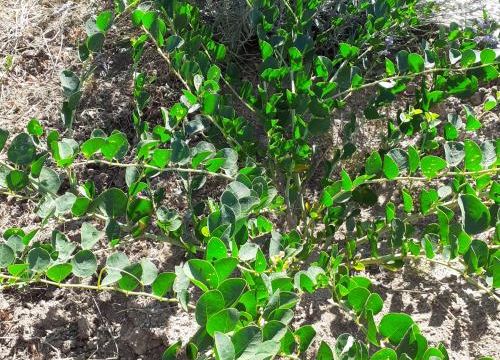 Le lien : Le câprier