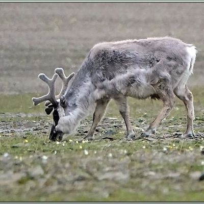 Nous allons entrer dans le canyon, mais deux Rennes du Svalbard (Rangifer tarandus platyrhynchus), avec leurs velours (bois en train de pousser) nous détournent un peu de notre principal but - Diskobukta - Edgeøya - Svalbard - Norvège