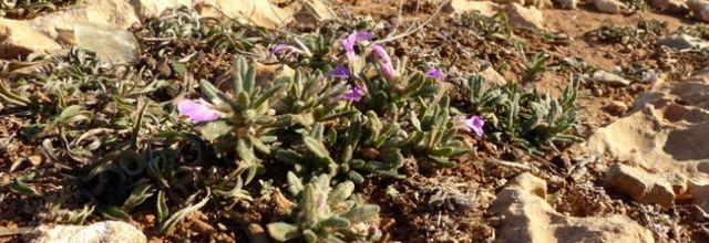Ajuga iva  - bugle petit if