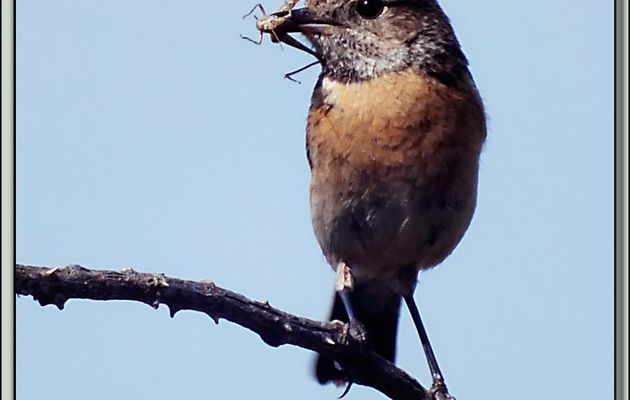 Un oiseau photogénique : le Tarier pâtre, European Stonechat ( Saxicola rubicola) - La Couarde-sur-Mer - Ile de Ré - 17