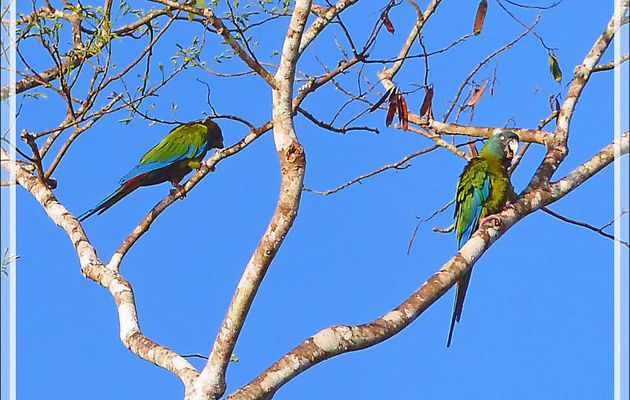 Ara de Coulon, Blue-headed Macaw (Primolius couloni) - Puerto Maldonado - Pérou