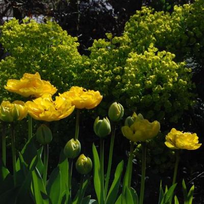 Tulipa 'Yellow Pomponette' et Euphorbia chariacas ssp. wulfenii