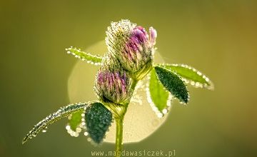 Magnifier la nature ... 