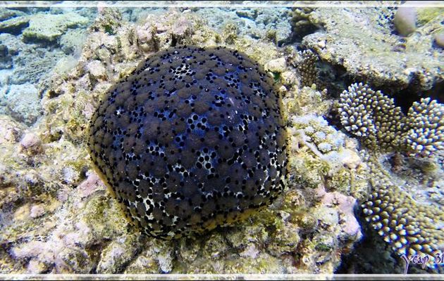 Etoile-coussin ou coussin de requin vu recto et verso, Cushion-star or pillow starfish (Culcita schmideliana) - Snorkeling à Thudufushi - Atoll d'Ari - Maldives