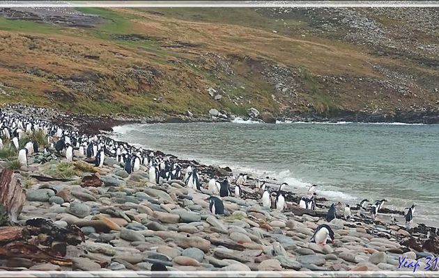 Manchot papou, Gentoo Penguin (Pygoscelis papua) - Grave Cove - West Falkland (Malvinas, Malouines) - Grande-Bretagne