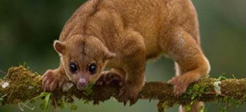 Le Kinkajou