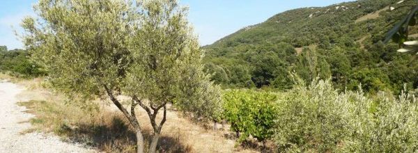Paysage