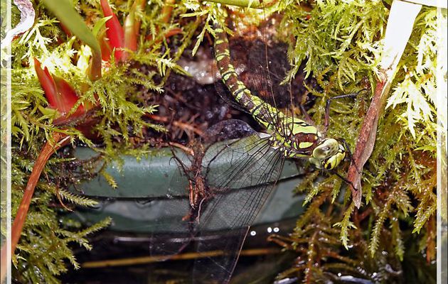 Libellule Æschne bleue femelle (Aeshna cyanea) - Lartigau - Milhas - 31