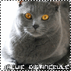 Commande 6 - Pluie d'Etincelle