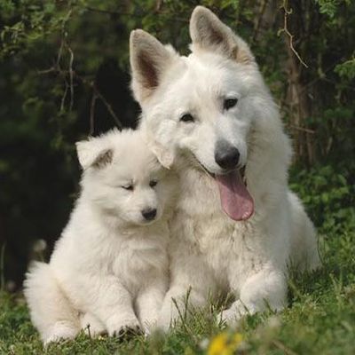 Berger blanc suisse