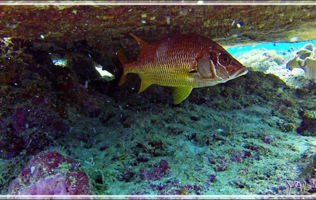 Poisson-écureuil à grande mâchoires ou Marignan sabre ou Soldat armé, Sabre squirrelfish (Sargocentron spiniferum) - Athuruga Reef - Atoll d'Ari - Maldives