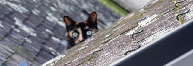 Dimanche c'est chat