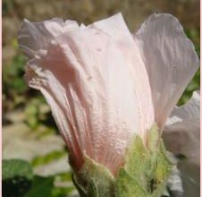 les roses trémières du jardin