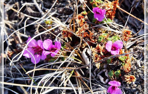 Les petites fleurs roses/magenta de la Saxifrage à feuilles opposées - Fjord Bowdoin - Région de Qaanaaq - Groenland
