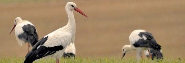 Rencontre avec les cigognes blanches en migration