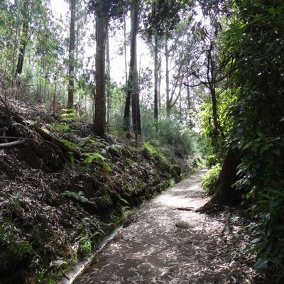 Madère - Les levadas