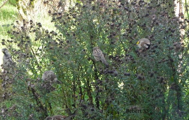 un chardonneret sur mes vendangeuses