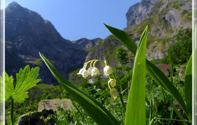 Avec trois mois de retard, je vous offre ces quelques clochettes de muguet ... - Artiga de Lin - Es Bordes - Val d'Aran - Espagne 