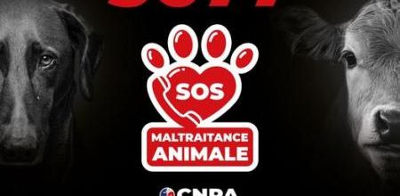 3677 SOS Maltraitance Animale
