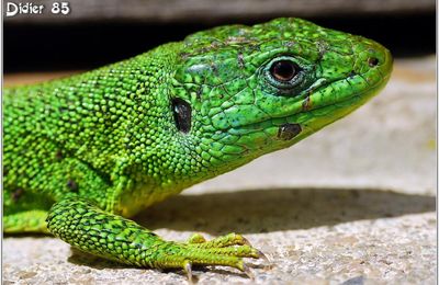 Lézard Vert (1) - Lacerta bilineata