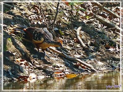 Petite soif pour le Hoatzin huppé (Opisthocomus hoazin) - Inkaterra Hacienda Concepcion - Puerto Maldonado - Pérou