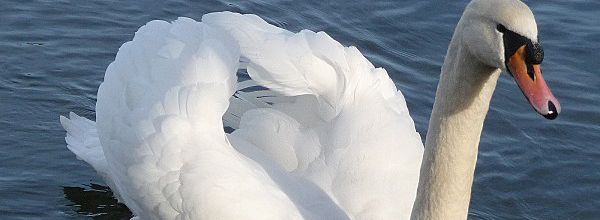 Blanc, or, roux