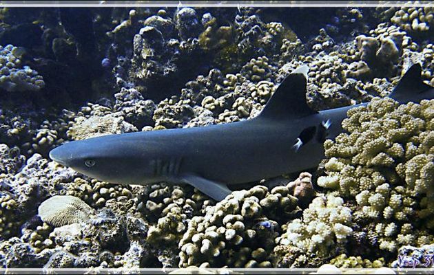 Requin pointe blanche du lagon ou Requin corail, Silver tip shark (Triaenodon obesus) - Passe Tumakohua - Fakarava sud - Tuamotu - Polynésie française