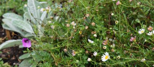 Erodium 'Chantal' suite