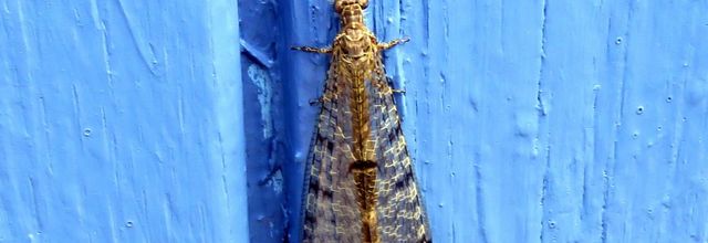 une bébète sur mon volet 